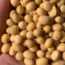 各种大颗粒高蛋白精选黄豆豆腐豆