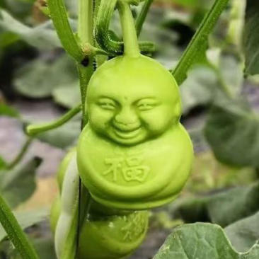 精品人参果福娃人参果娃娃果产地现货供应对接商超