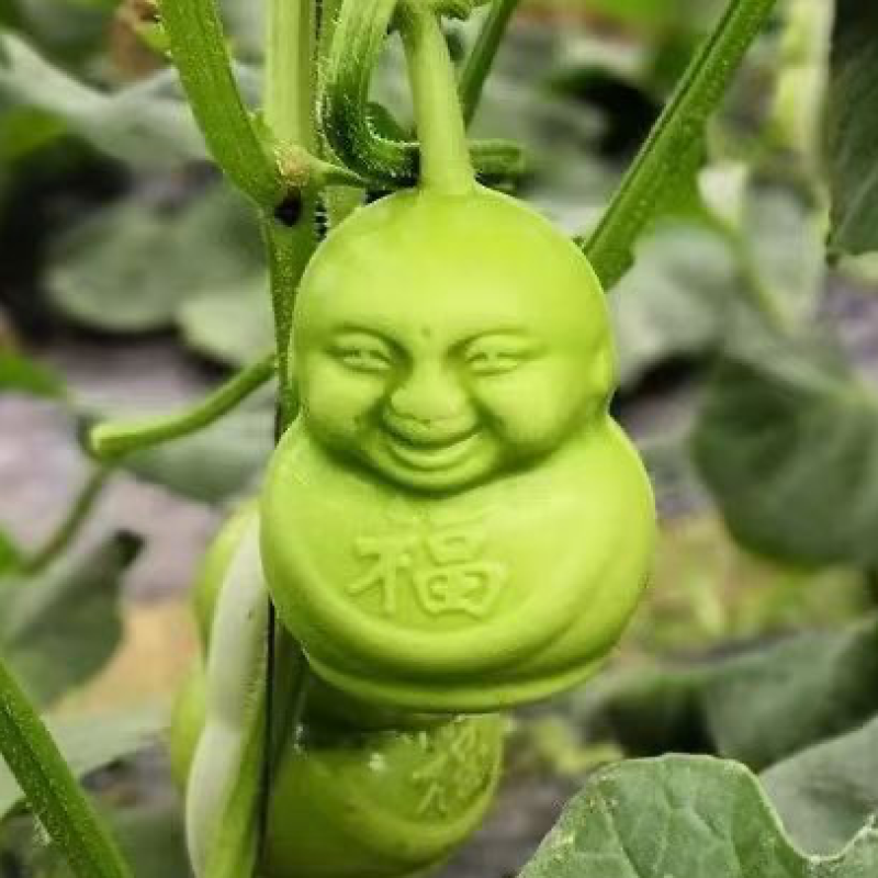 精品人参果福娃人参果娃娃果产地现货供应对接商超