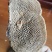 蜂窝灵芝，大山深处的货，干净无硫，实惠值得购买的好药材，