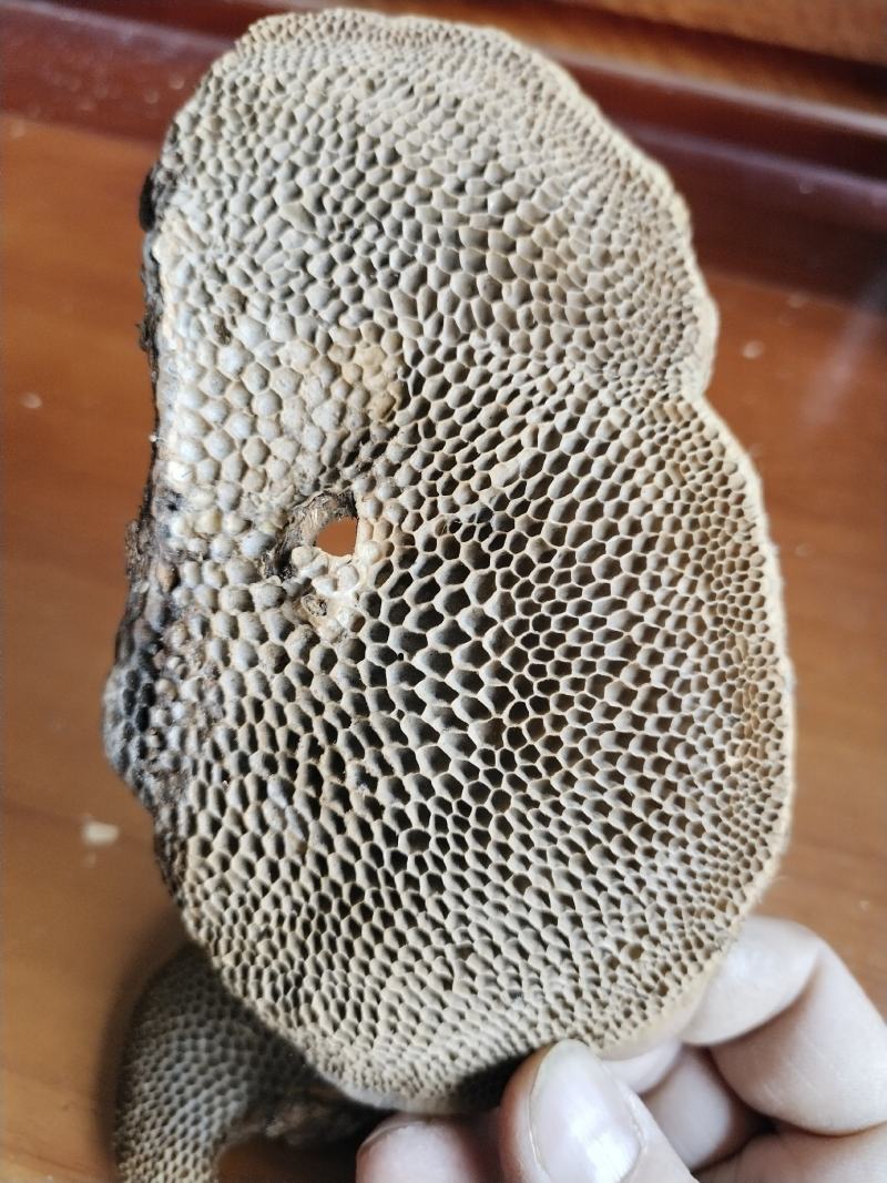 蜂窝灵芝，大山深处的货，干净无硫，实惠值得购买的好药材，