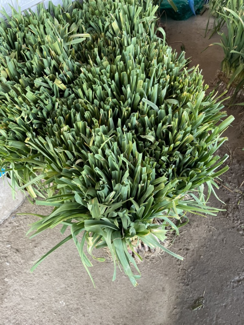 大蒜，江苏大蒜，东台大蒜，蒜苗，产地供应