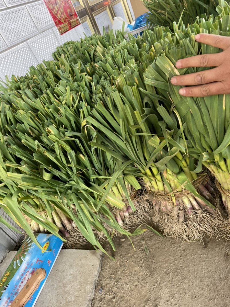 大蒜，江苏大蒜，东台大蒜，蒜苗，产地供应