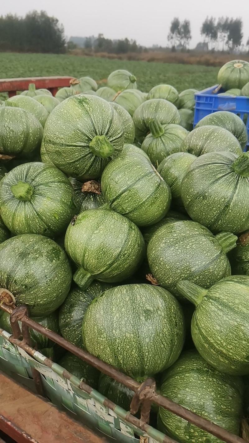 广西横县西葫芦，小南瓜，大量现货，欢迎老板来电，全国发货