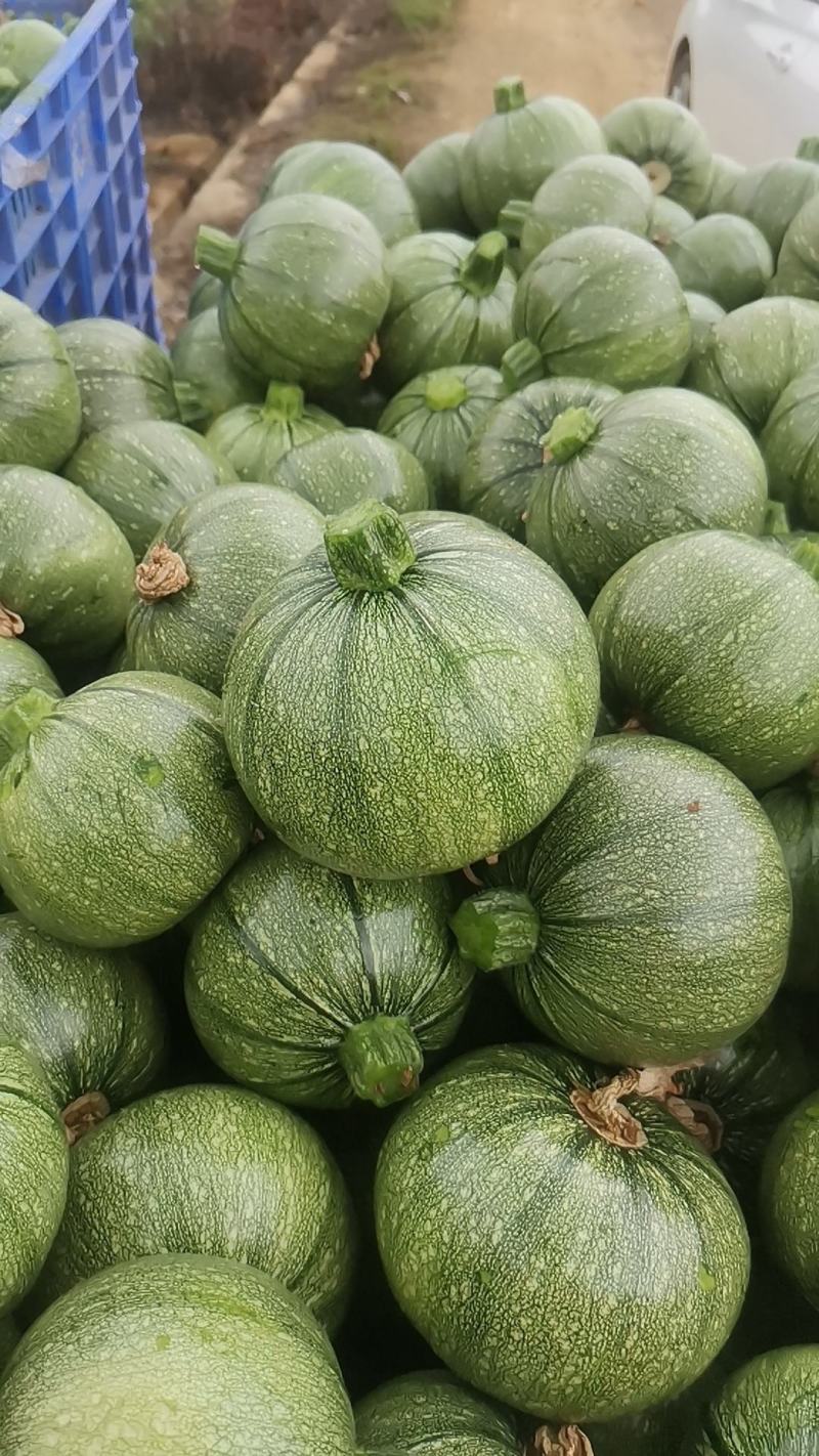 广西横县西葫芦，小南瓜，大量现货，欢迎老板来电，全国发货