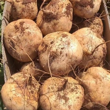 广东徐闻凉薯，豆薯，瓜薯，又甜又脆，大量上市，可供应全国