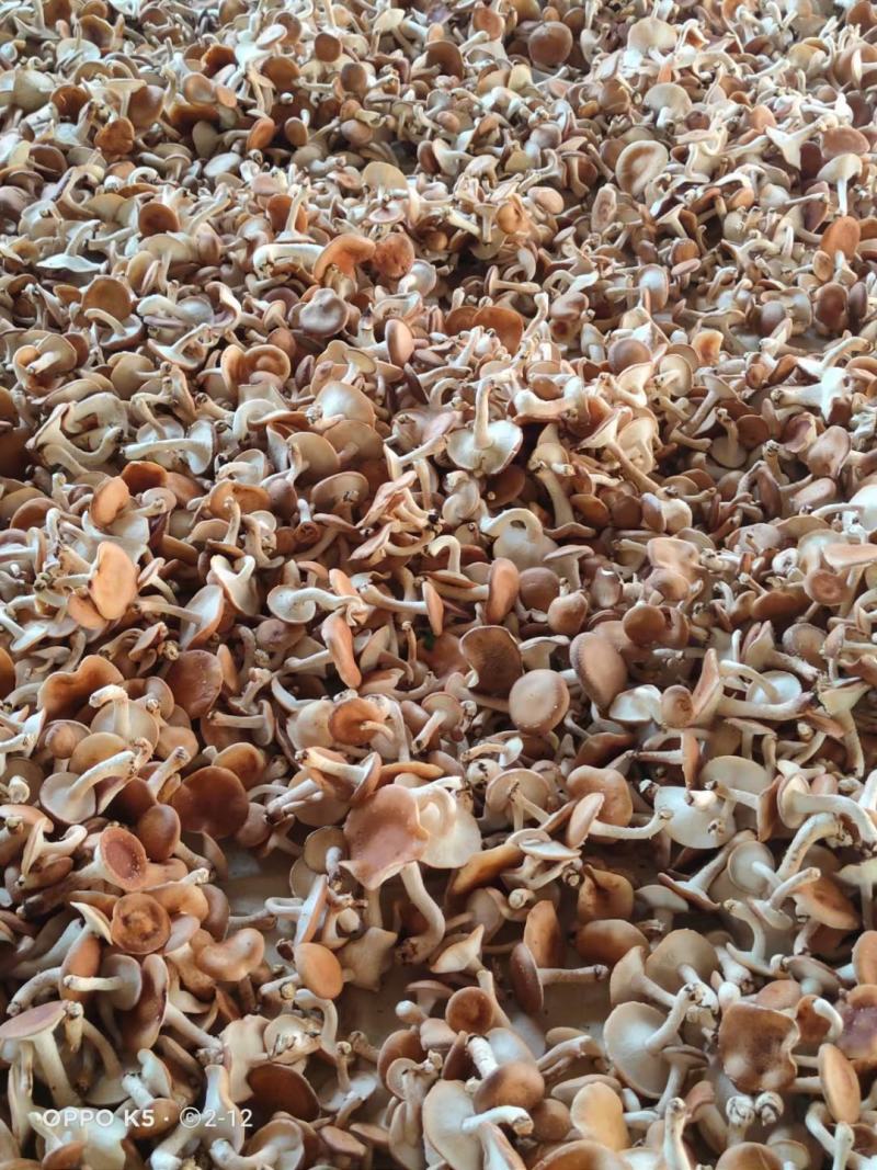 食用菌母种菌棒出售，