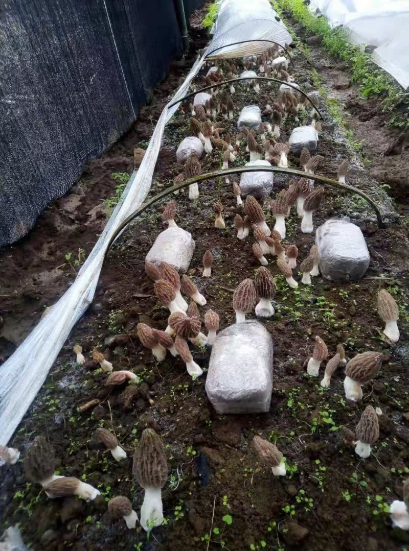 食用菌母种菌棒出售，