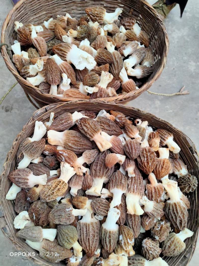 食用菌母种菌棒出售，