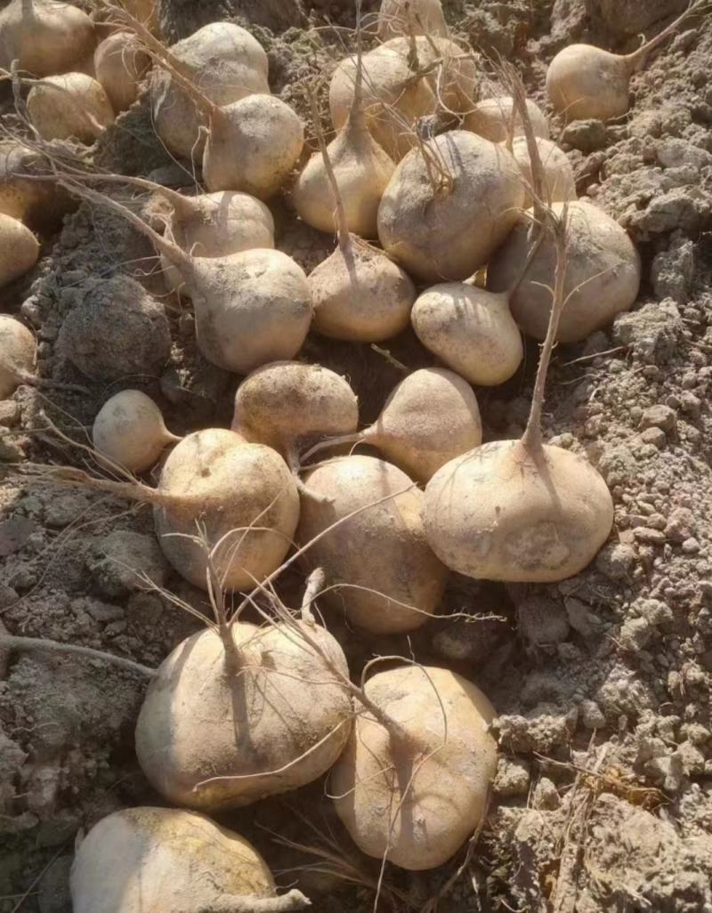 广东徐闻凉薯，豆薯，瓜薯，又甜又脆，大量上市，可供应全国
