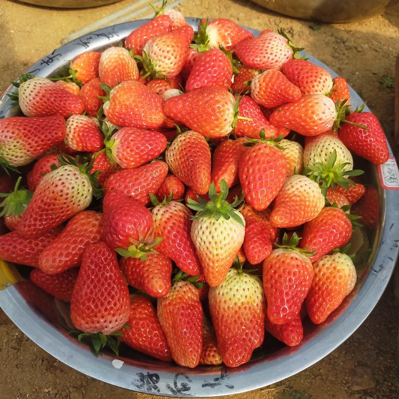 【精品】山东平度山地甜宝草莓新鲜水果基地直发一条龙服务