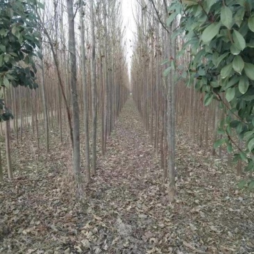 出售楸树