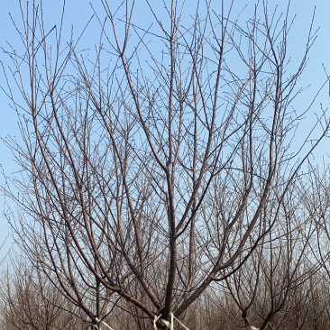 阳光樱—-山东大型基地苗圃大量现货低价希苗