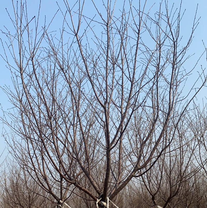阳光樱—-山东大型基地苗圃大量现货低价希苗