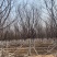 阳光樱—-山东大型基地苗圃大量现货低价希苗