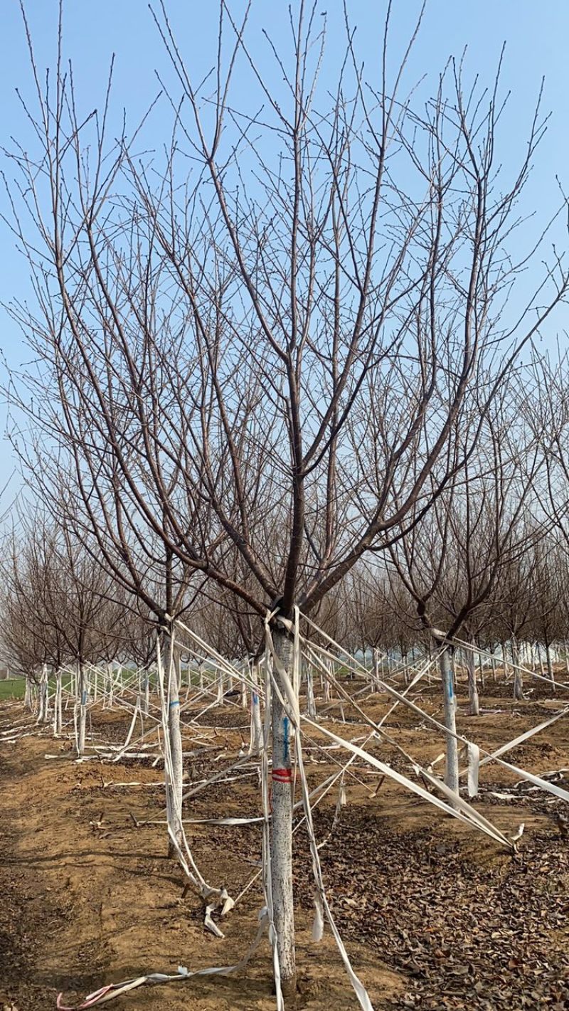 阳光樱—-山东大型基地苗圃大量现货低价希苗
