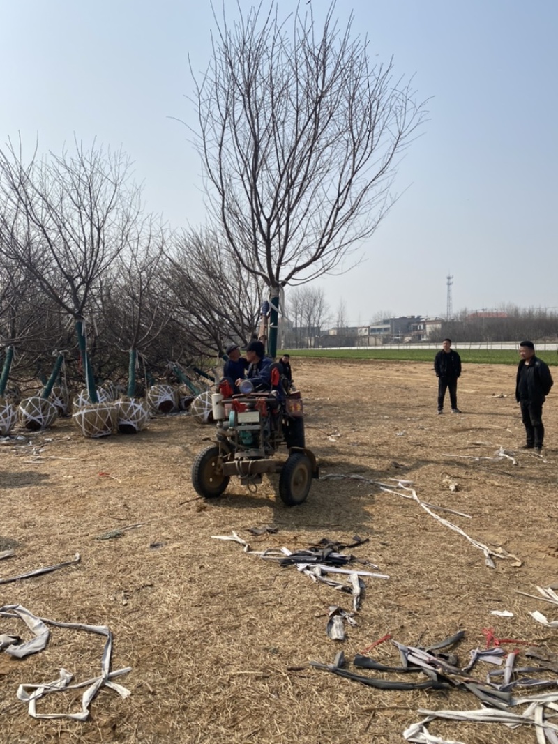 阳光樱—-山东大型基地苗圃大量现货低价希苗