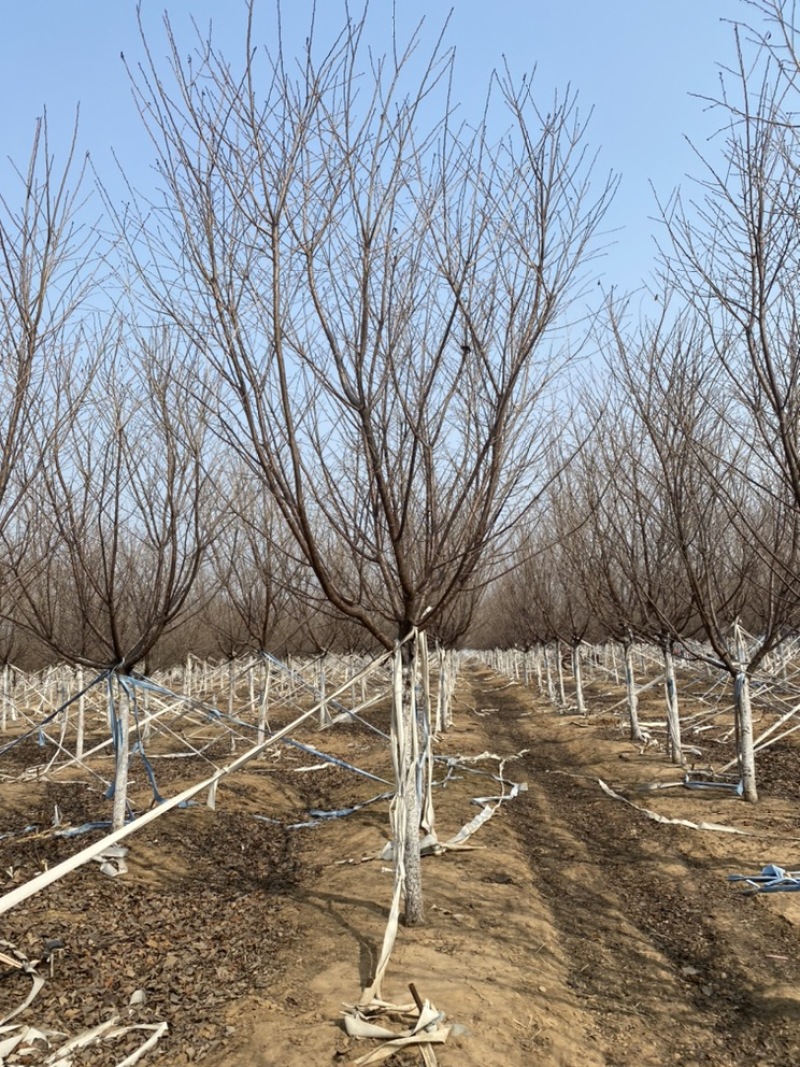 阳光樱—-山东大型基地苗圃大量现货低价希苗