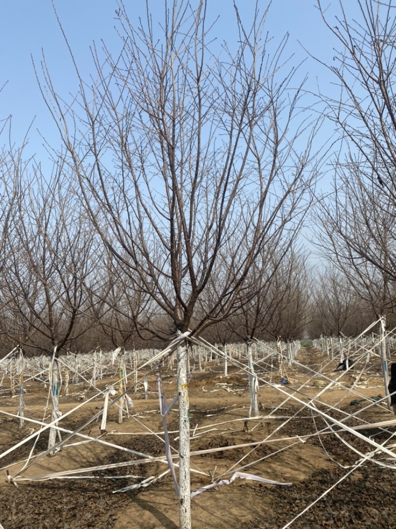 阳光樱—-山东大型基地苗圃大量现货低价希苗