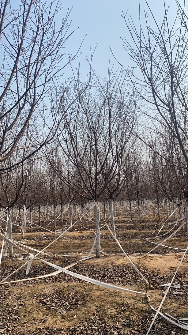 阳光樱—-山东大型基地苗圃大量现货低价希苗
