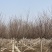 阳光樱—-山东大型基地苗圃大量现货低价希苗