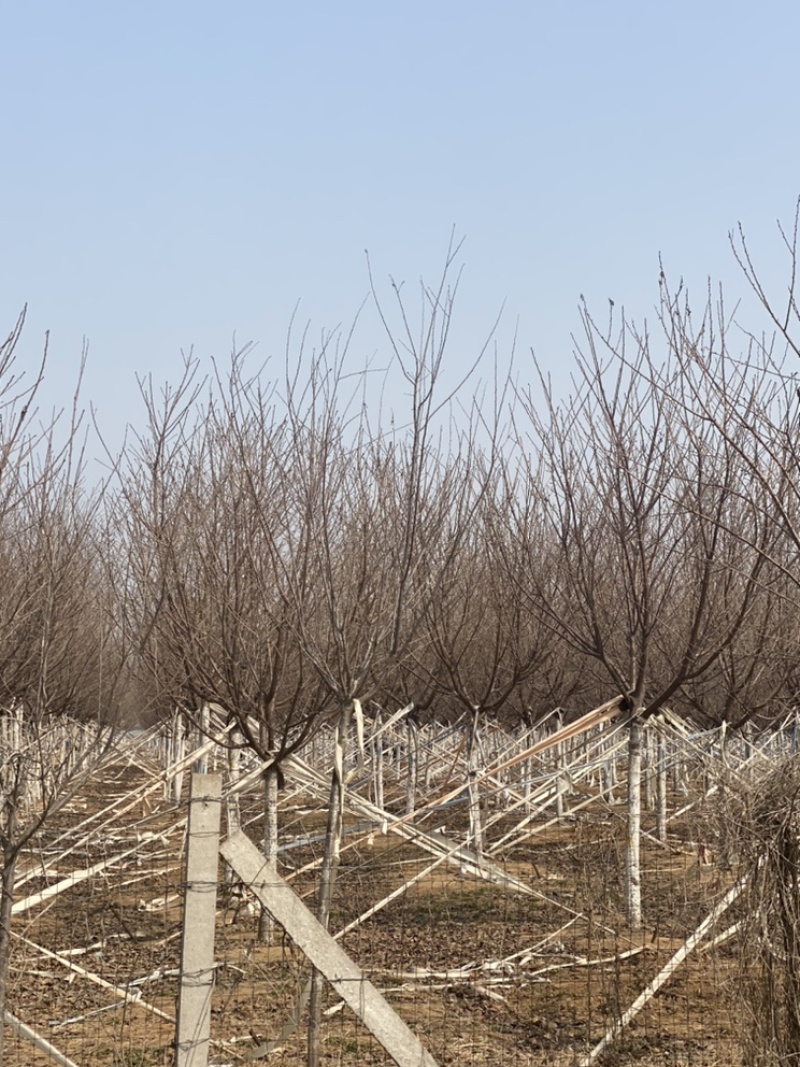 阳光樱—-山东大型基地苗圃大量现货低价希苗