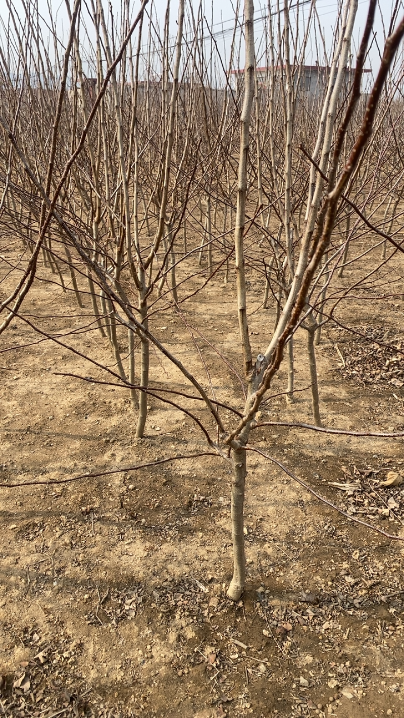 秦皇岛山楂树苗大五星大五棱品种齐全现场看货视频看货送货上门