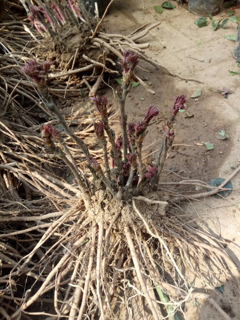 红粉牡丹苗多分枝开花爆满