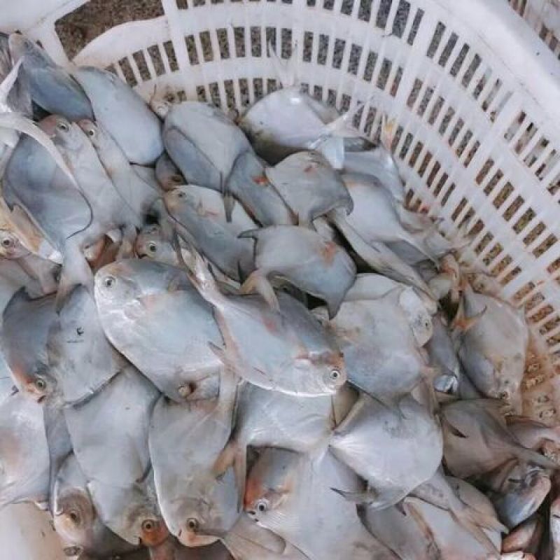鲳鱼干白仓鱼水产干货咸鲳鱼腌制咸鱼海鲜银鲳鱼海产鱼类海