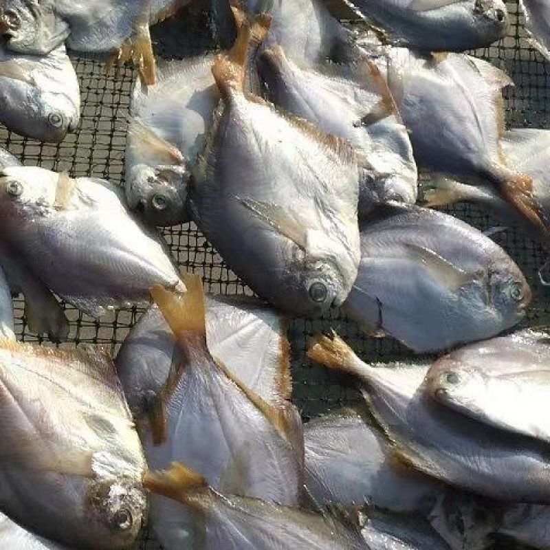 鲳鱼干白仓鱼水产干货咸鲳鱼腌制咸鱼海鲜银鲳鱼海产鱼类海
