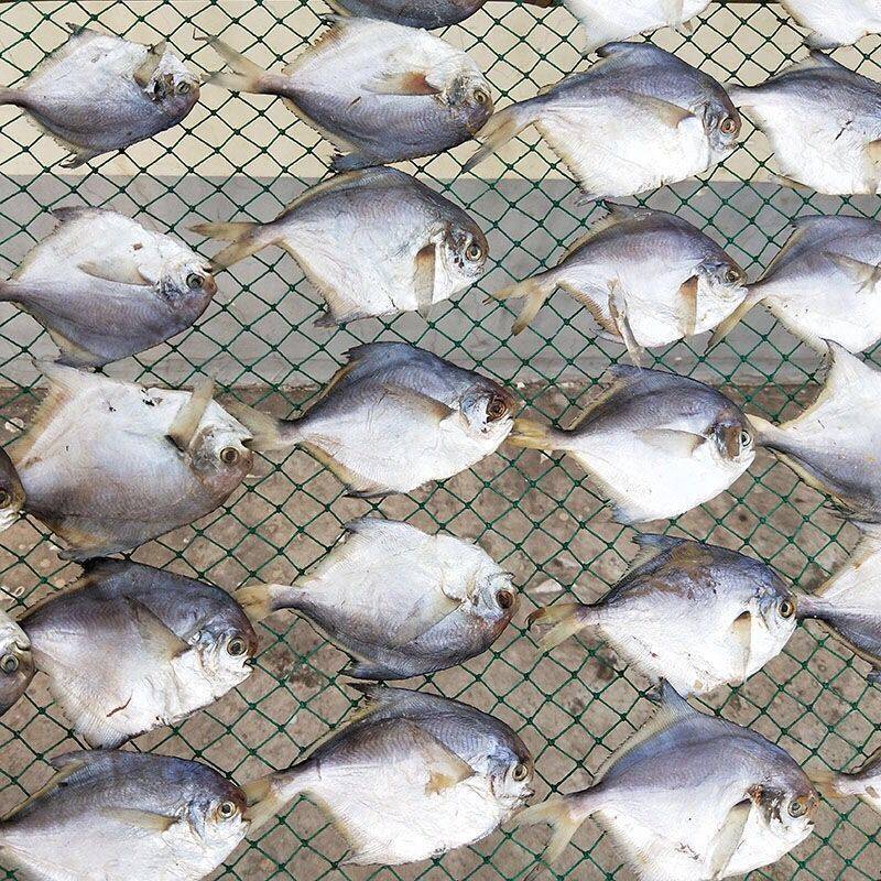 鲳鱼干白仓鱼水产干货咸鲳鱼腌制咸鱼海鲜银鲳鱼海产鱼类海
