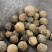 没食子一公斤一袋一公斤起卖十公斤包邮量大优惠