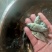 罗非鱼苗，海南一号，新吉富罗非苗，脆肉罗非鱼场地直销快大