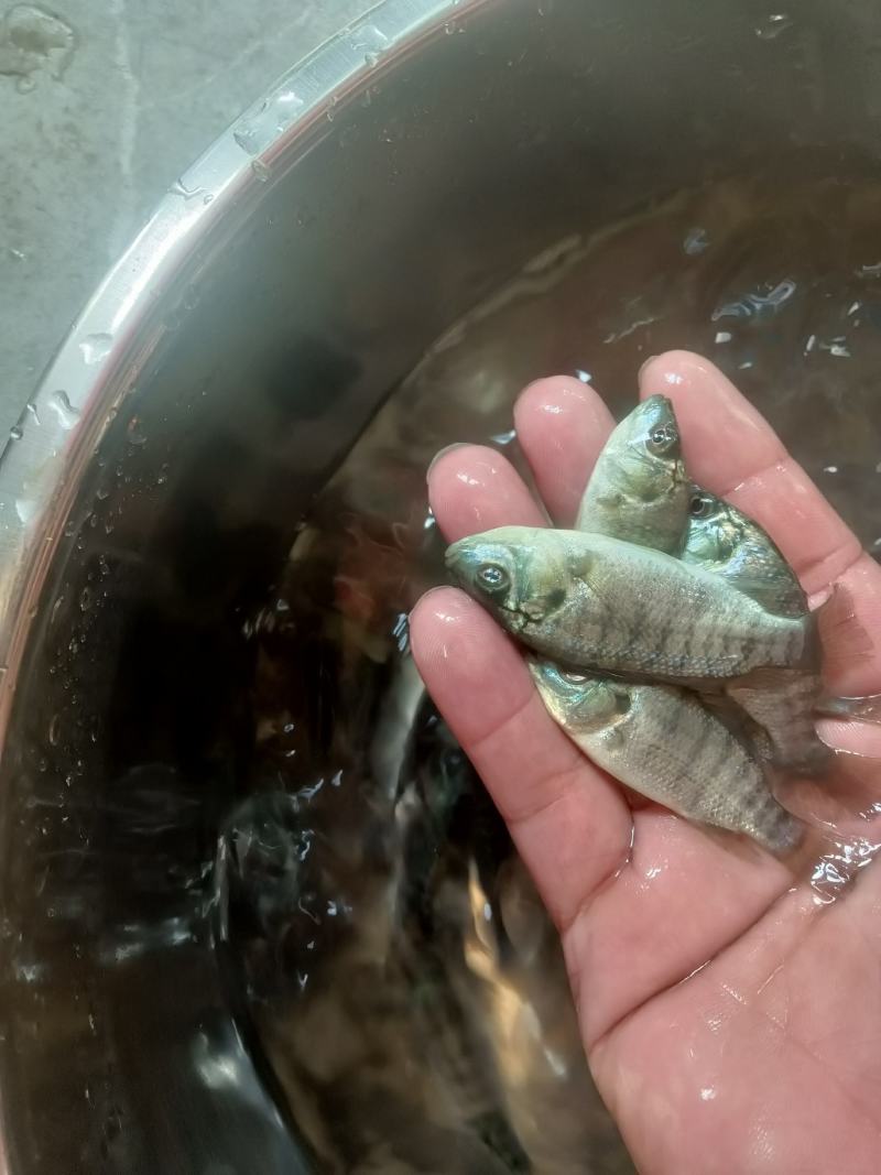 罗非鱼苗，海南一号，新吉富罗非苗，脆肉罗非鱼场地直销快大