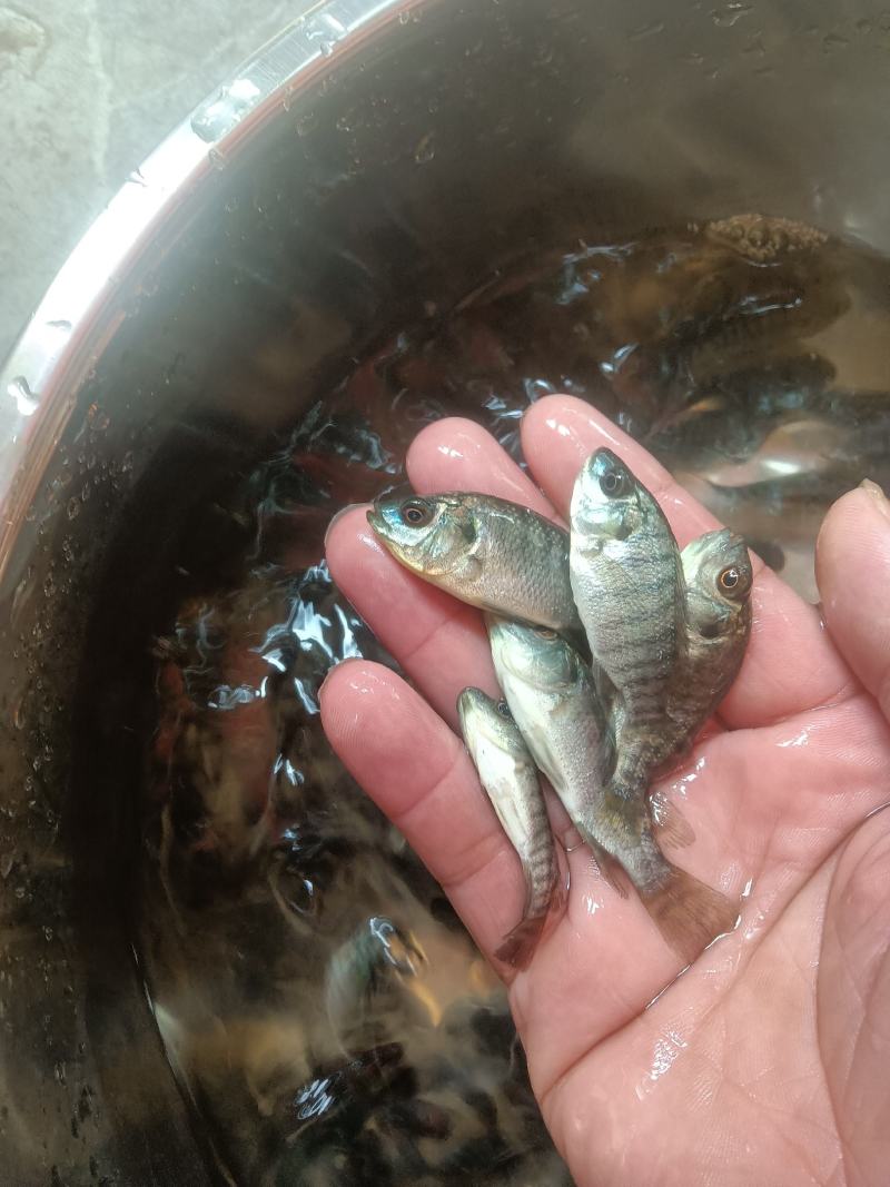 罗非鱼苗，海南一号，新吉富罗非苗，脆肉罗非鱼场地直销快大