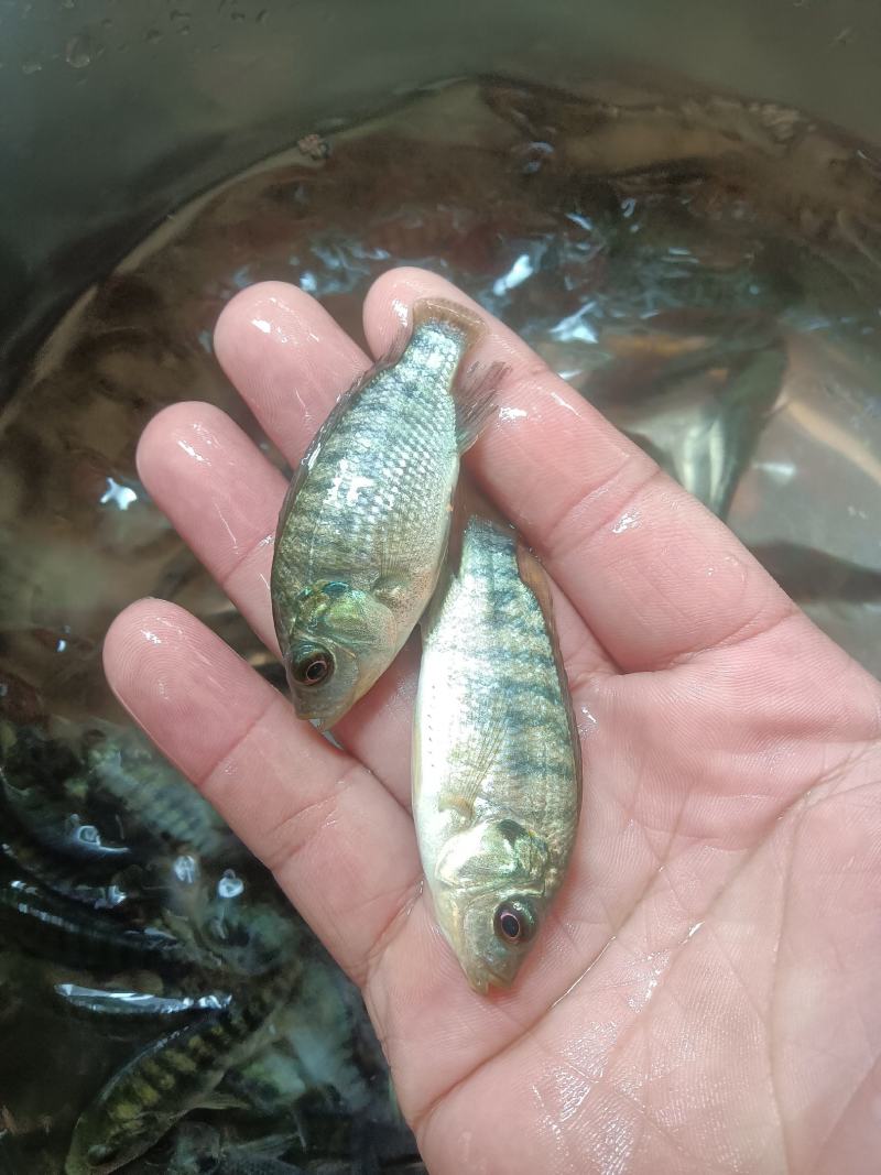 罗非鱼苗，海南一号，新吉富罗非苗，脆肉罗非鱼场地直销快大