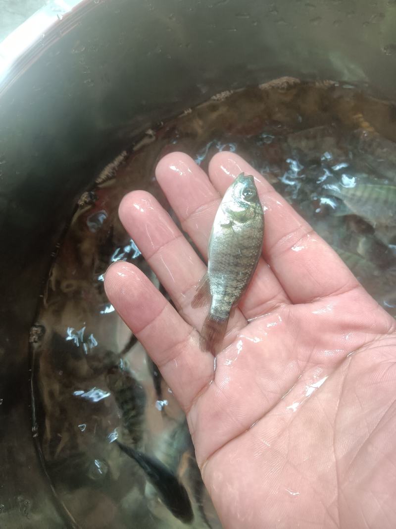 罗非鱼苗，海南一号，新吉富罗非苗，脆肉罗非鱼场地直销快大