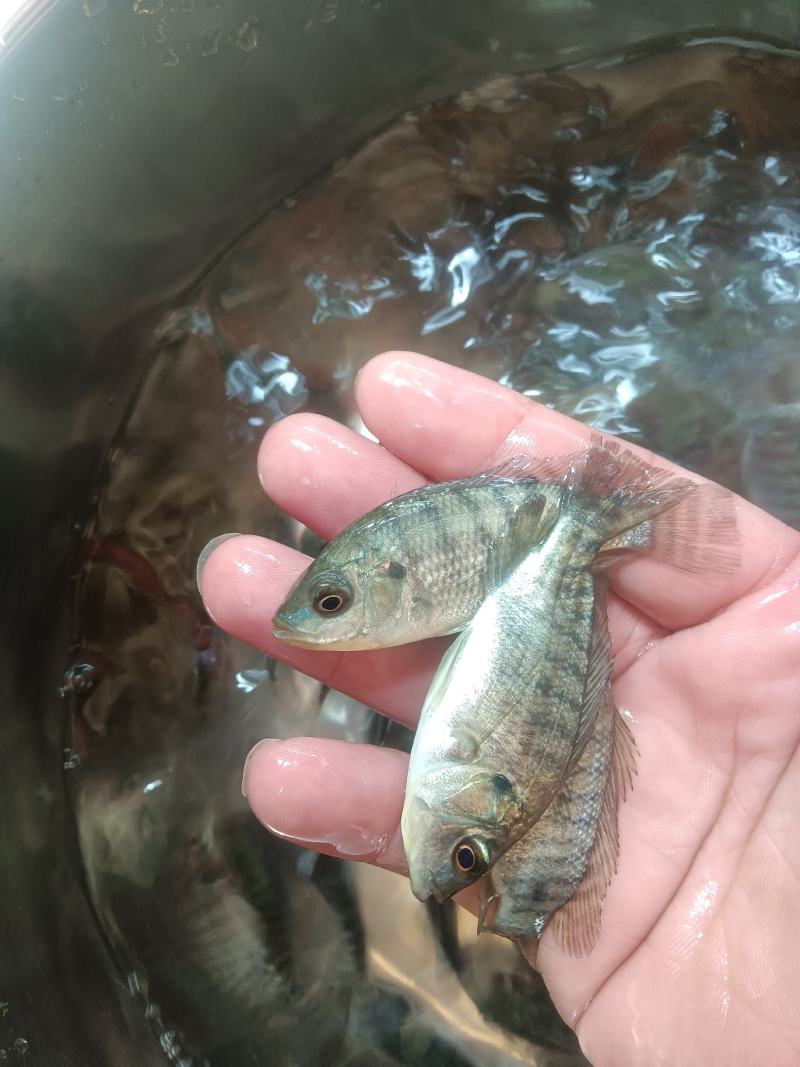 罗非鱼苗，海南一号，新吉富罗非苗，脆肉罗非鱼场地直销快大