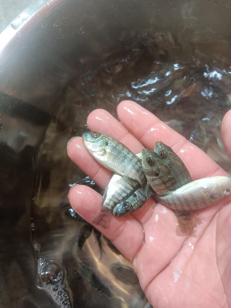 罗非鱼苗，海南一号，新吉富罗非苗，脆肉罗非鱼场地直销快大