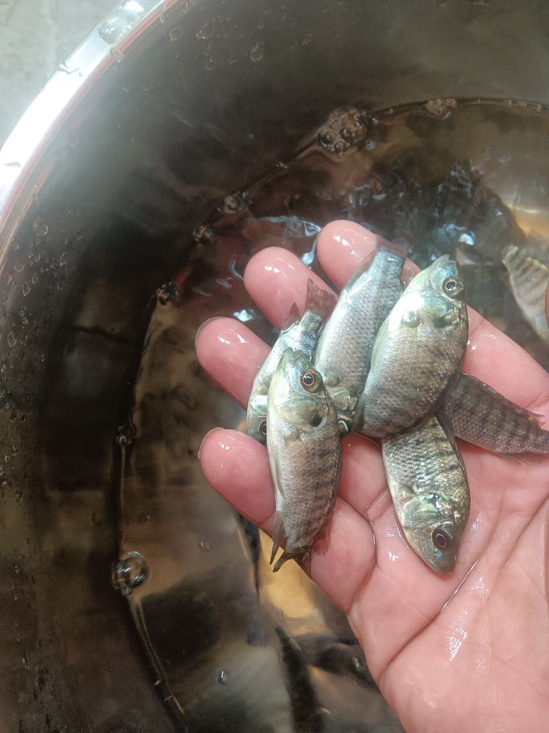 罗非鱼苗，海南一号，新吉富罗非苗，脆肉罗非鱼场地直销快大