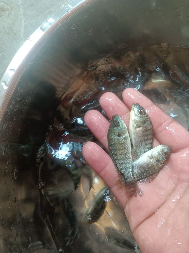 罗非鱼苗，海南一号，新吉富罗非苗，脆肉罗非鱼场地直销快大
