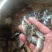 罗非鱼苗，海南一号，新吉富罗非苗，脆肉罗非鱼场地直销快大