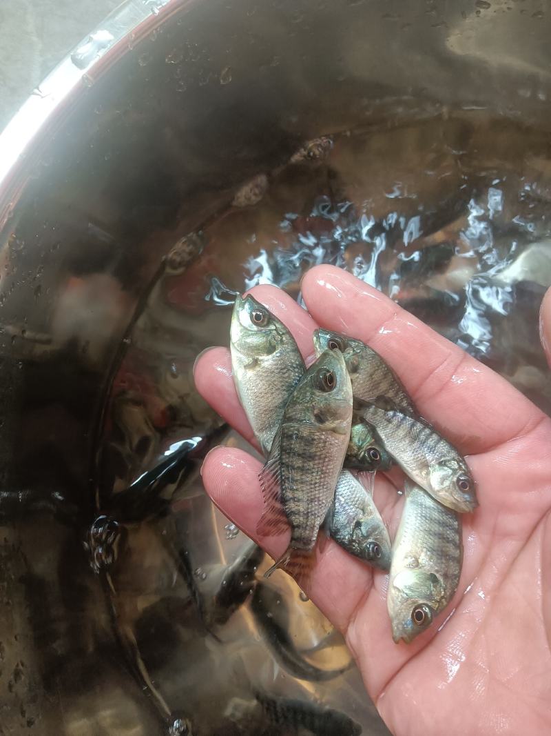 罗非鱼苗，海南一号，新吉富罗非苗，脆肉罗非鱼场地直销快大