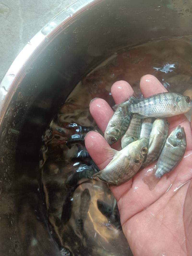 罗非鱼苗，海南一号，新吉富罗非苗，脆肉罗非鱼场地直销快大