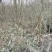 小叶紫薇
