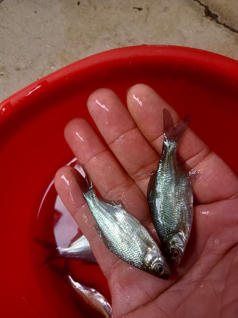 武昌鱼苗，杂交良种好养快大，鳊鱼苗，场地直销