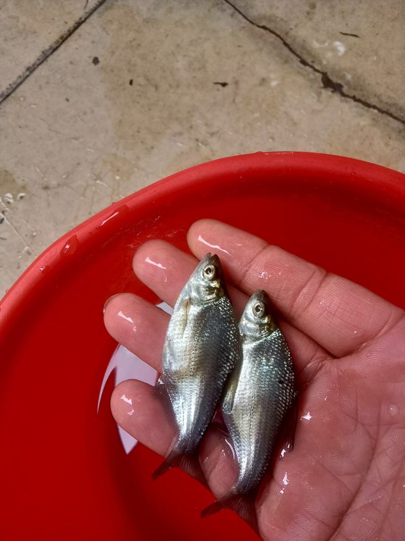 武昌鱼苗，杂交良种好养快大，鳊鱼苗，场地直销