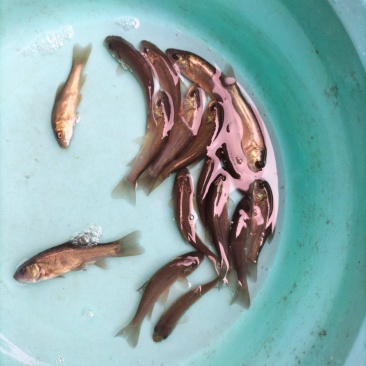 丁桂鱼