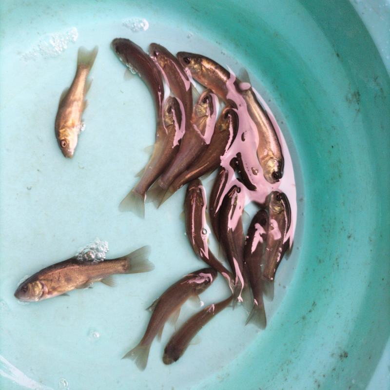 丁桂鱼