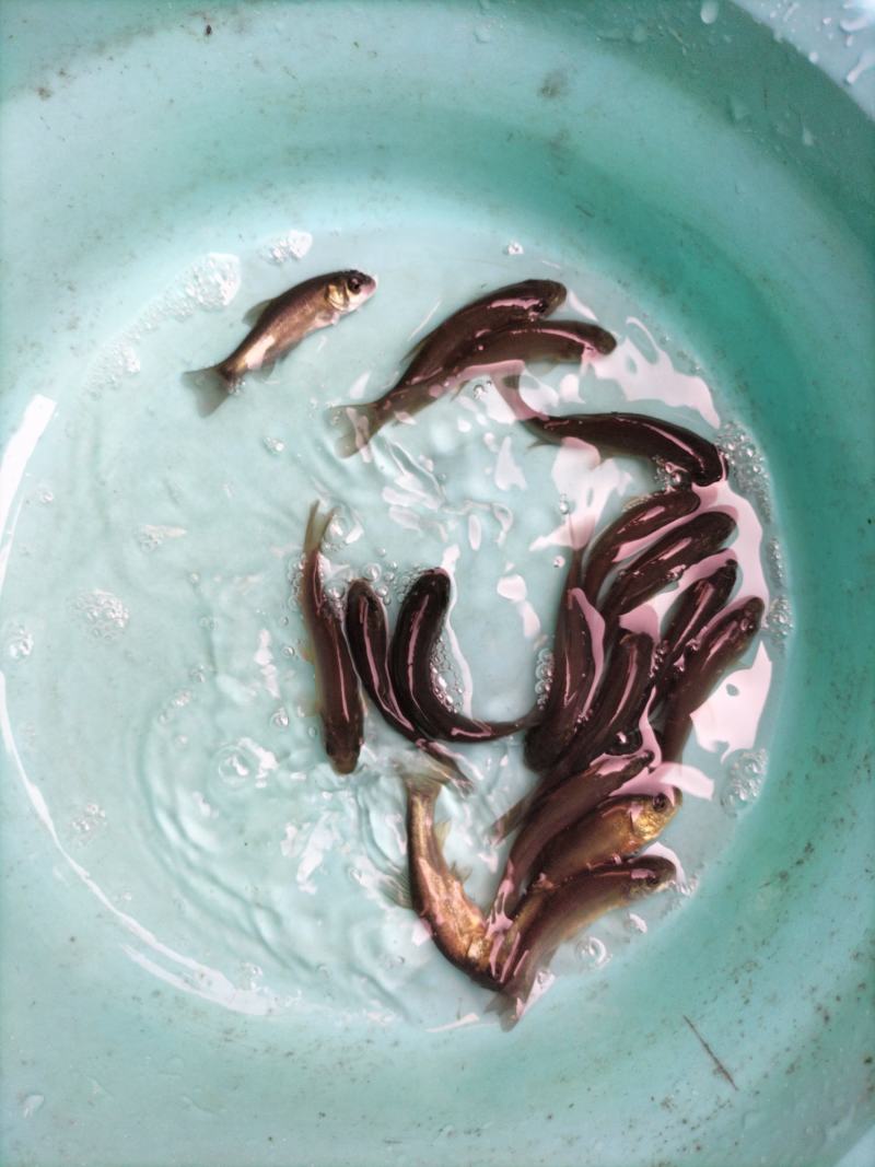 丁桂鱼